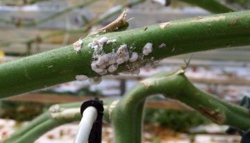 Difficult to control mealybug gains ground in vegetable production