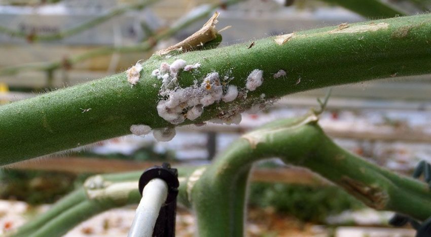 Difficult to control mealybug gains ground in vegetable production
