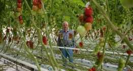 'Open crop can bring forward production and save energy'