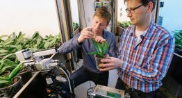 Can you save electricity by dimming both morning and afternoon?