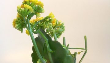 Rotten spots caused by Rhizopus