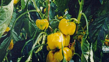 Young fruits pull so hard, flowers above abort