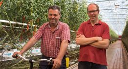 ‘Good plant balance ensures lower plant burden and faster ripening’