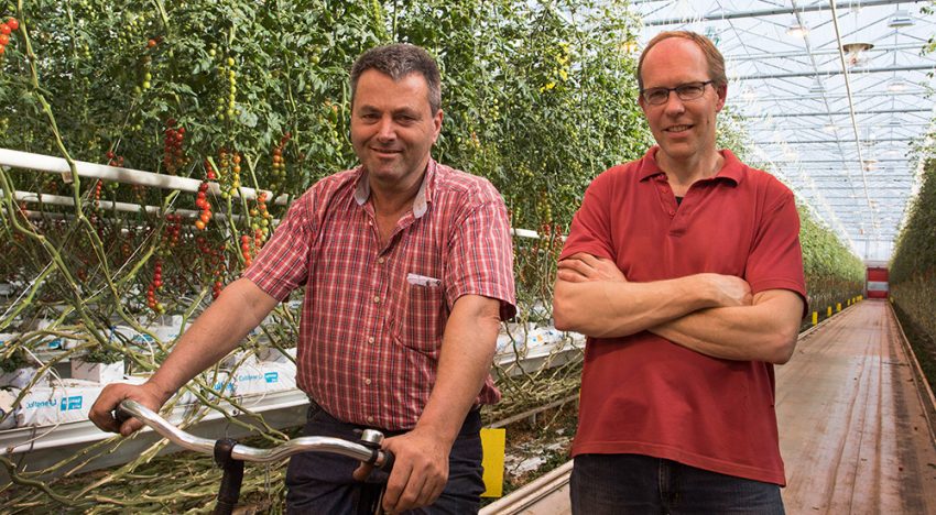 ‘Good plant balance ensures lower plant burden and faster ripening’