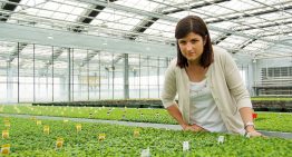 Chrysanthemum beer and striking presentation make pot mums hip