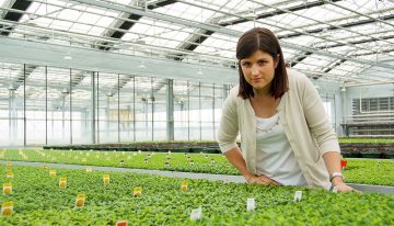 Chrysanthemum beer and striking presentation make pot mums hip