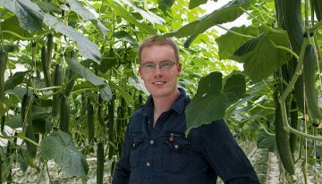 ‘The art of high wire cucumbers is obtaining and maintaining the balance’