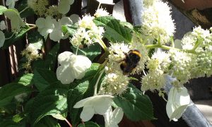 Bees and bumblebees are also useful for crop protection. They can carry antagonists to pests and thereby prevent diseases from developing.