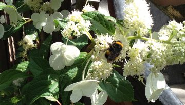 Bees and bumblebees useful for crop protection as well as pollinating