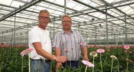 Less energy input yields as many or more gerberas