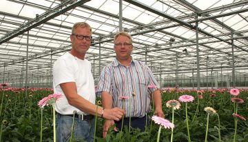Less energy input yields as many or more gerberas