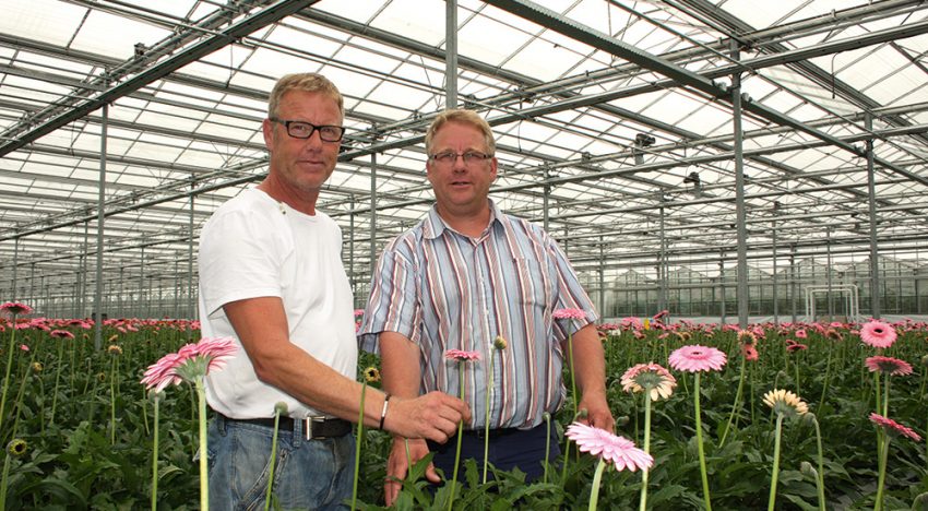 Less energy input yields as many or more gerberas Less energy input yields as many or more gerberas