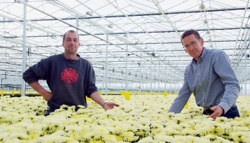 Chrysanthemum nursery ends up being guinea pig for diffuse glass