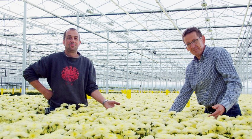 Chrysanthemum nursery ends up being guinea pig for diffuse glass