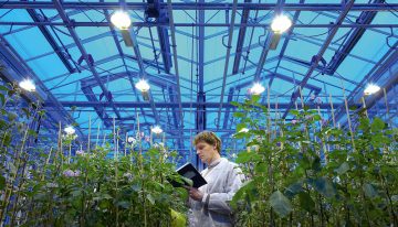 Patent on plant characteristics not without consequences