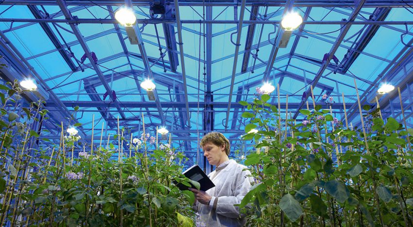 Patent on plant characteristics not without consequences