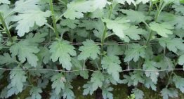 Chrysanthemum white rust