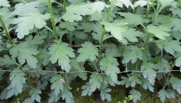 Chrysanthemum white rust