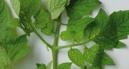 Iron is essential for photosynthesis and respiration