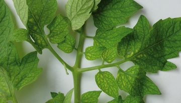 Iron is essential for photosynthesis and respiration