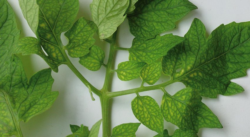Iron is essential for photosynthesis and respiration