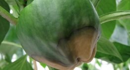 Controlling calcium is a complicated business