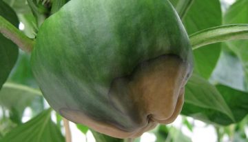 Controlling calcium is a complicated business