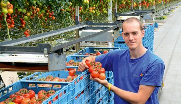 Ability to differentiate through use of organic substrate