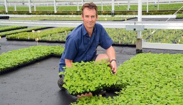 Always a breeze in greenhouse Van der Avoird, even when there’s no wind