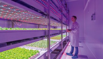 Heavy lettuce with low nitrate level even without daylight