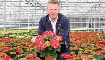Locations in Portugal and Uganda give hydrangea grower desired flexibility