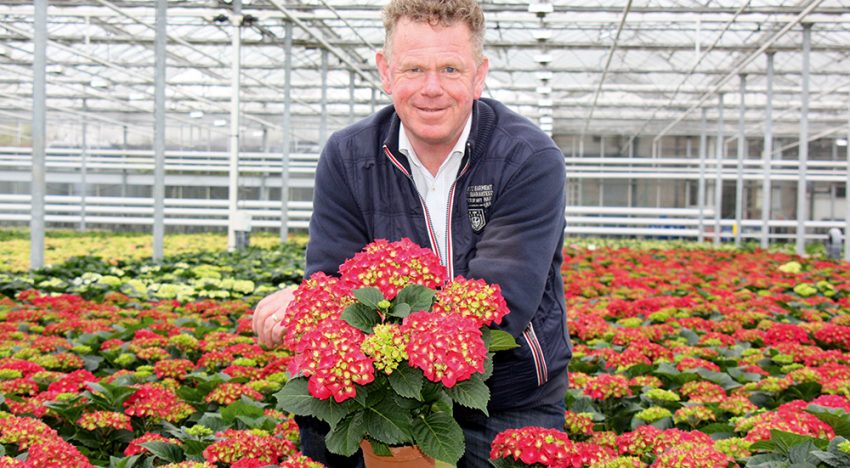 Locations in Portugal and Uganda give hydrangea grower desired flexibility