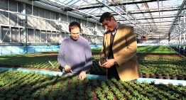 Growing pot plant market gives Turkish-Danish joint venture a head start