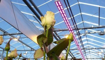 Use of LEDs has potential to save energy and increase yield