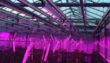 Trials show far-red light leads to large rise in tomato production