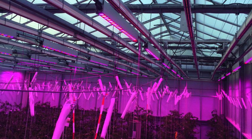 Trials show far-red light leads to large rise in tomato production