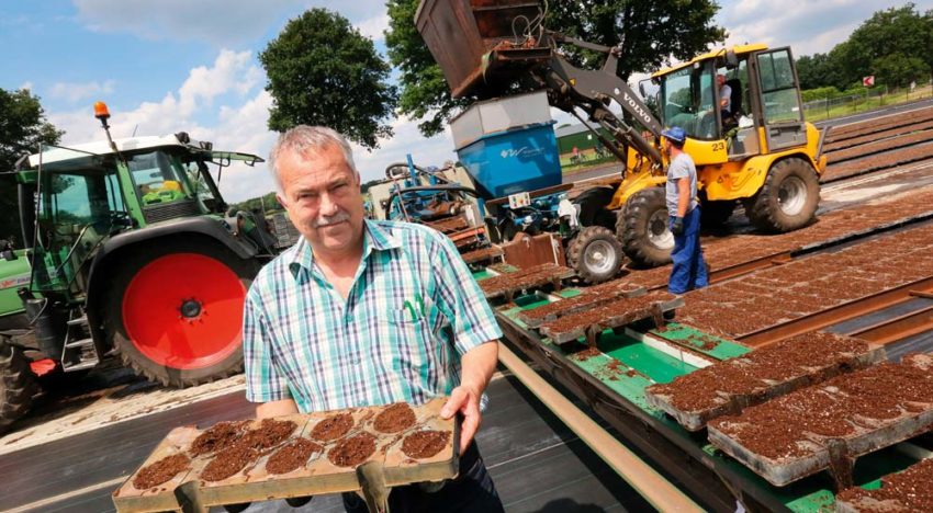 Adding bio to substrate reduces chemical use in strawberries
