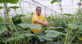 Cucumber grower takes quantum leap with Next Generation Growing