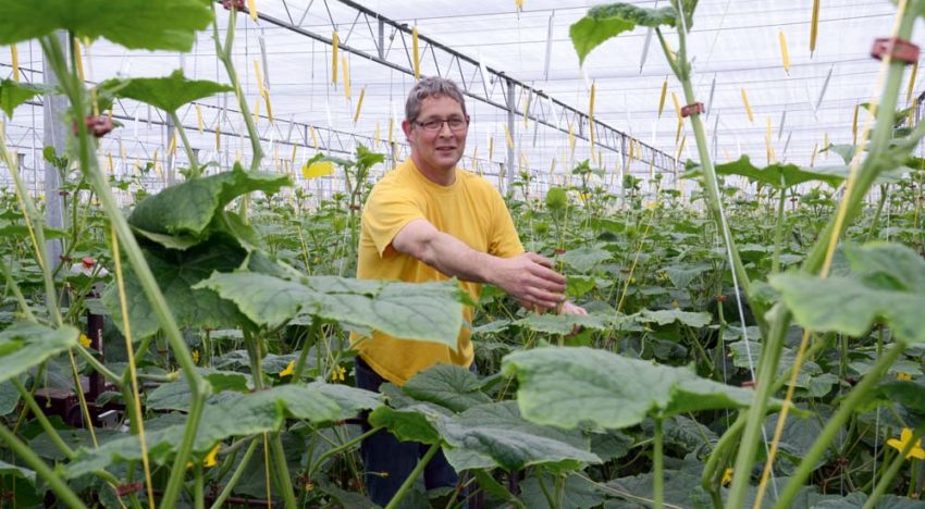 Cucumber grower takes quantum leap with Next Generation Growing
