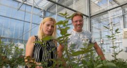 Feeding predatory mites pollen is useful weapon in battle against thrips