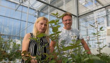 Feeding predatory mites pollen is useful weapon in battle against thrips