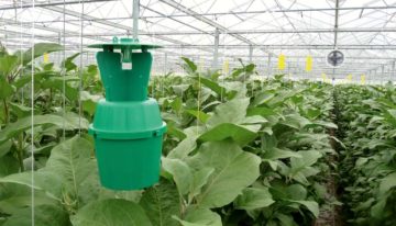 Luring effect of pheromone enhanced by adding plant aromatics