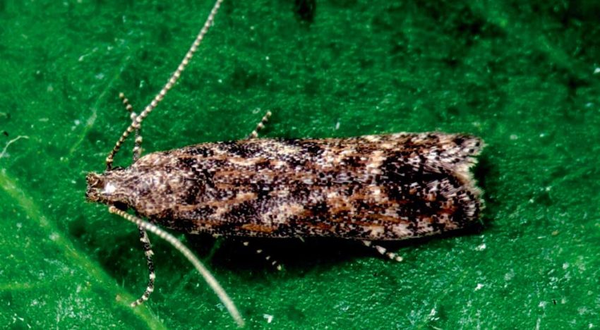 Tuta absoluta