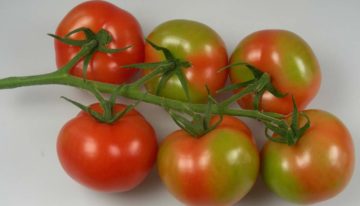 Potassium, the major organiser in numerous plant processes