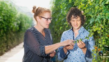 Growers alarmed by outbreaks of Bemisia and tomato russet mite