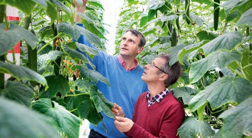 Good cucumber yields in innovative Winterlight greenhouse