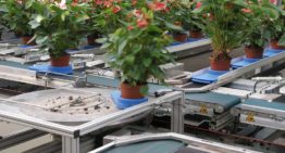 Movement and touch make plants shorter