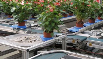 Movement and touch make plants shorter