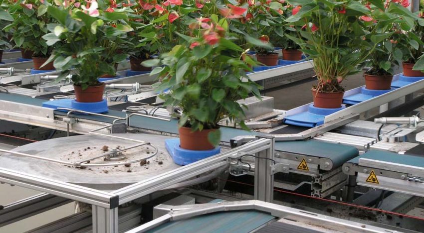 Movement and touch make plants shorter