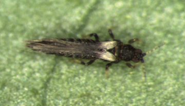 Controlling Echinothrips americanus with predatory mites and bugs